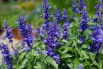 Salvia: A colorful, hardy favorite for Carolina gardens