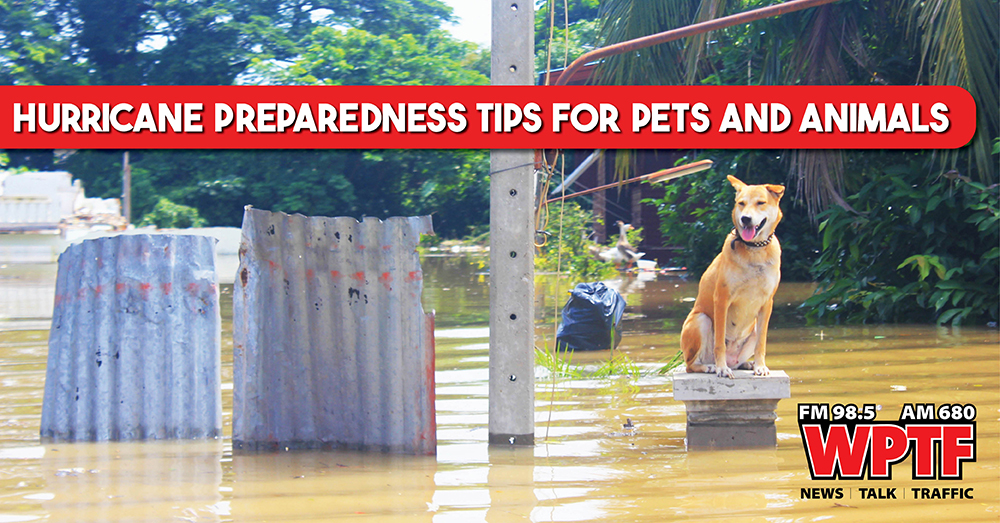 Hurricane Preparedness Tips for Pets and Animals