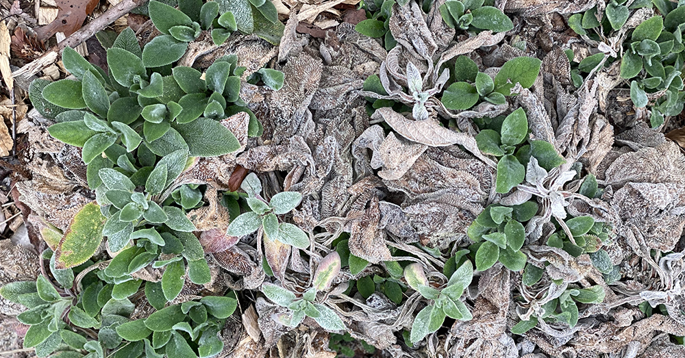 Growing Lamb’s Ear in North Carolina from WPTF’s “Weekend Gardener” Magazine