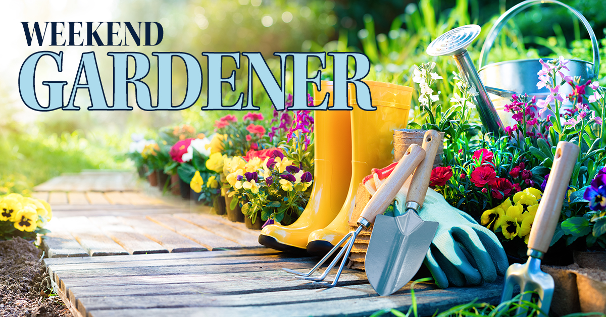 The Weekend Gardener