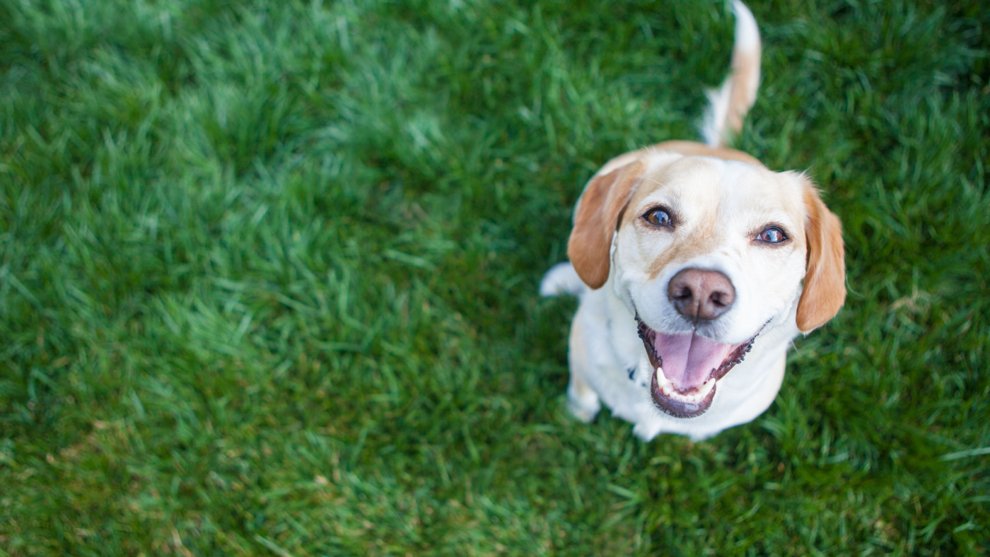 Wake County Animal Center at Full Capacity