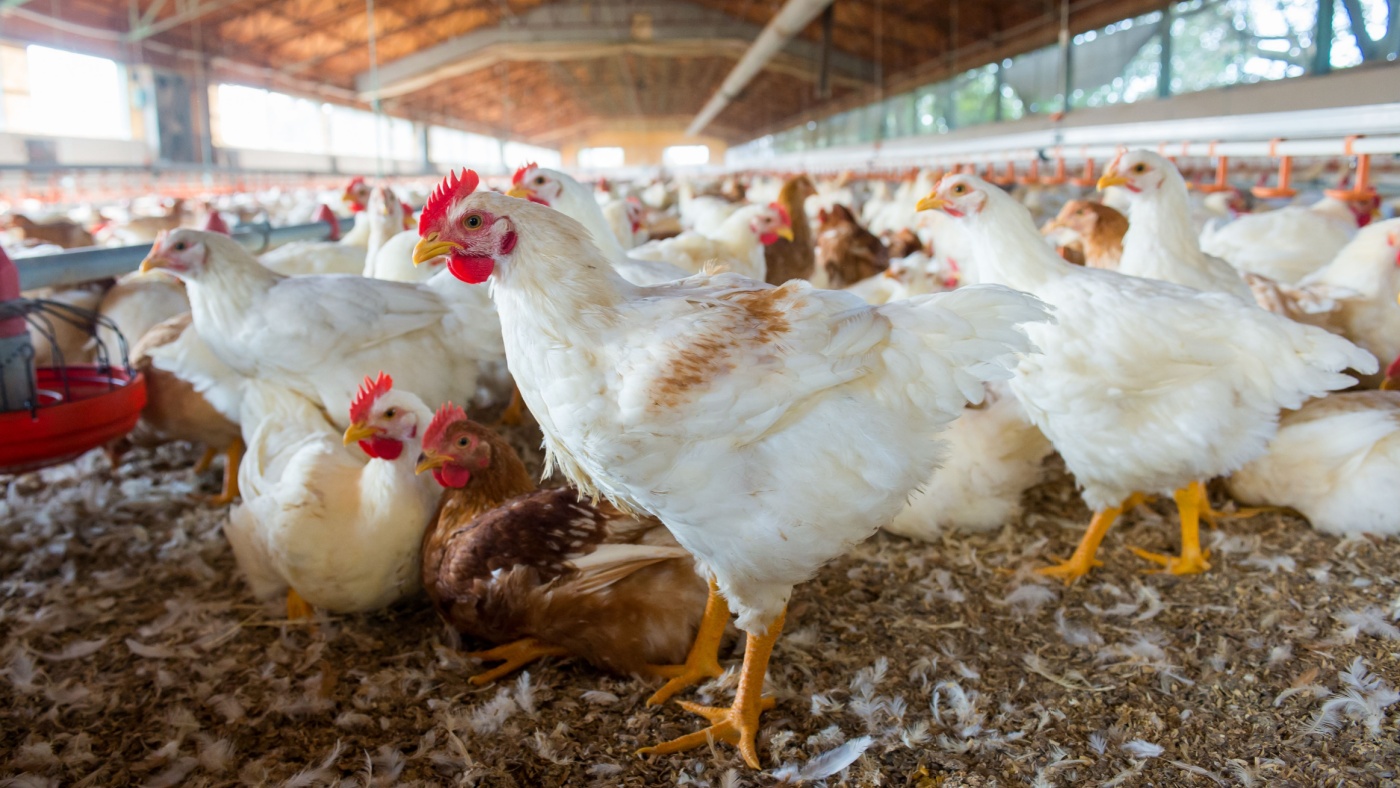 ‘Nobody’s Listening:’ NC Department of Environmental Quality Fails to Regulate Water and Air Pollution from Poultry Farming