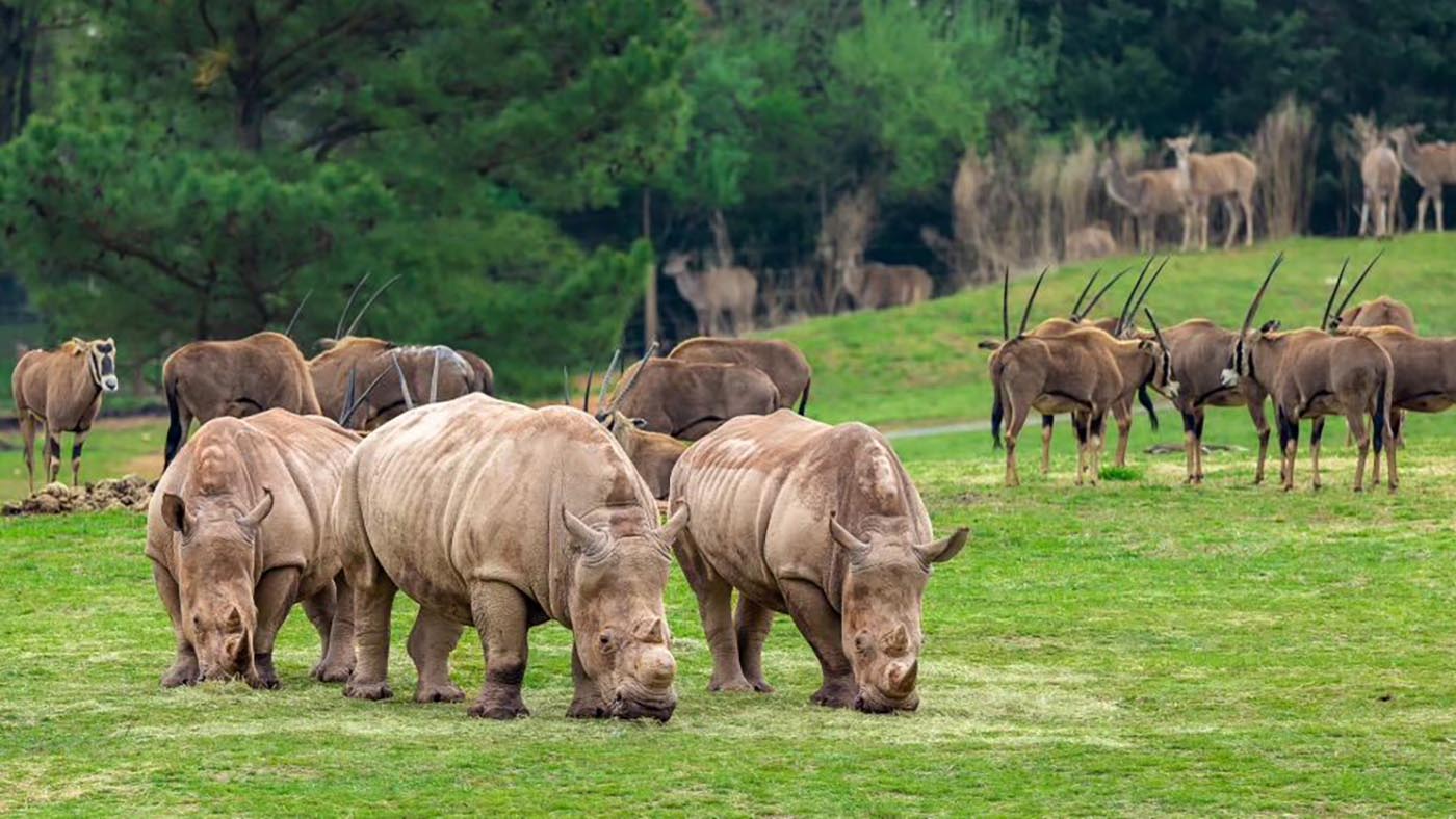 North Carolina Zoo earns top national honors as “Best Zoo”