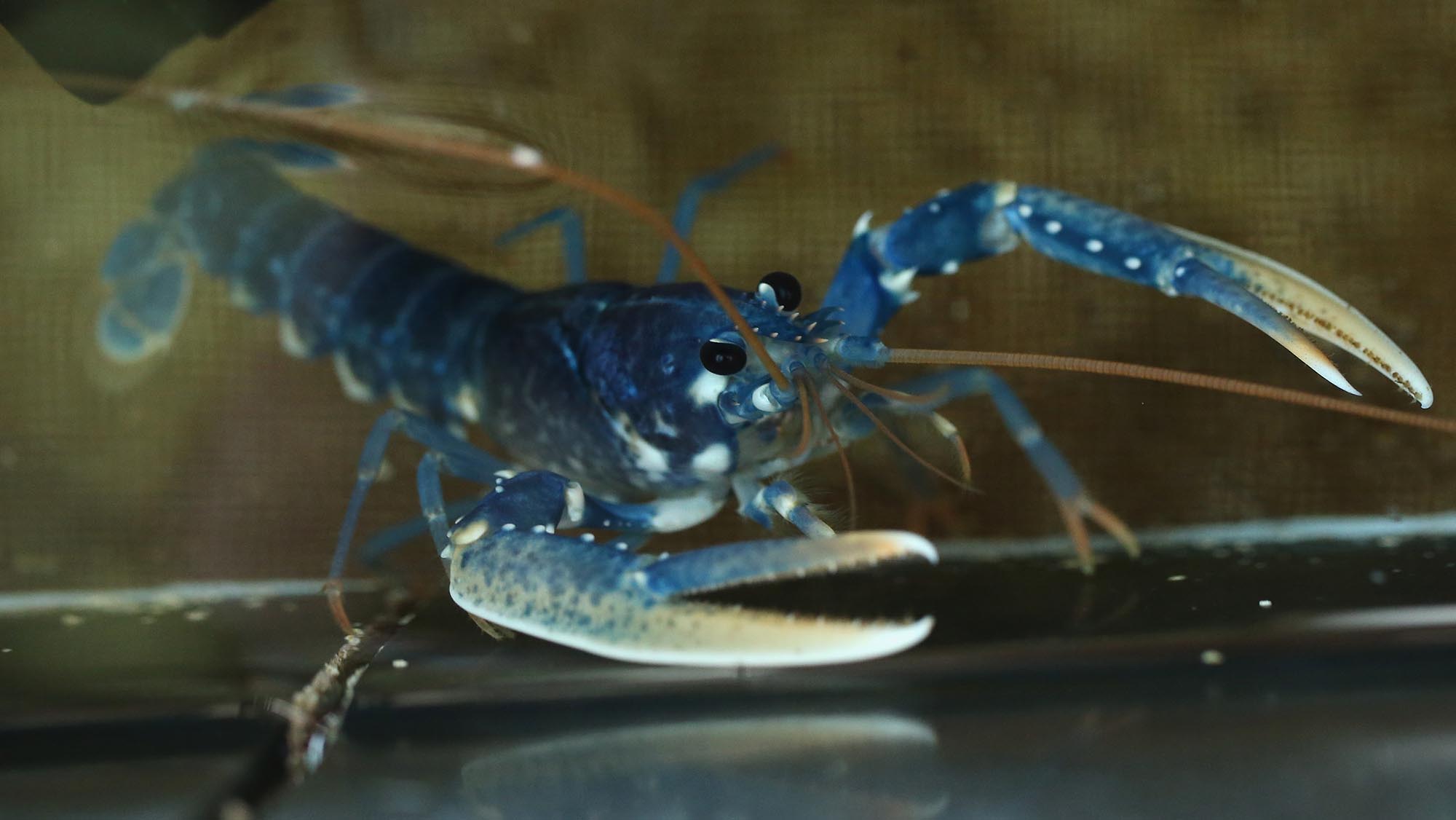 Just how rare is a rare-colored lobster? Scientists say answer could be under the shell