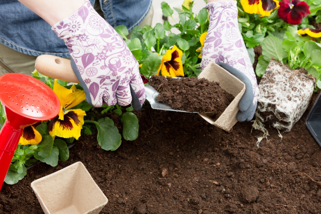 Planting and caring for Pansies