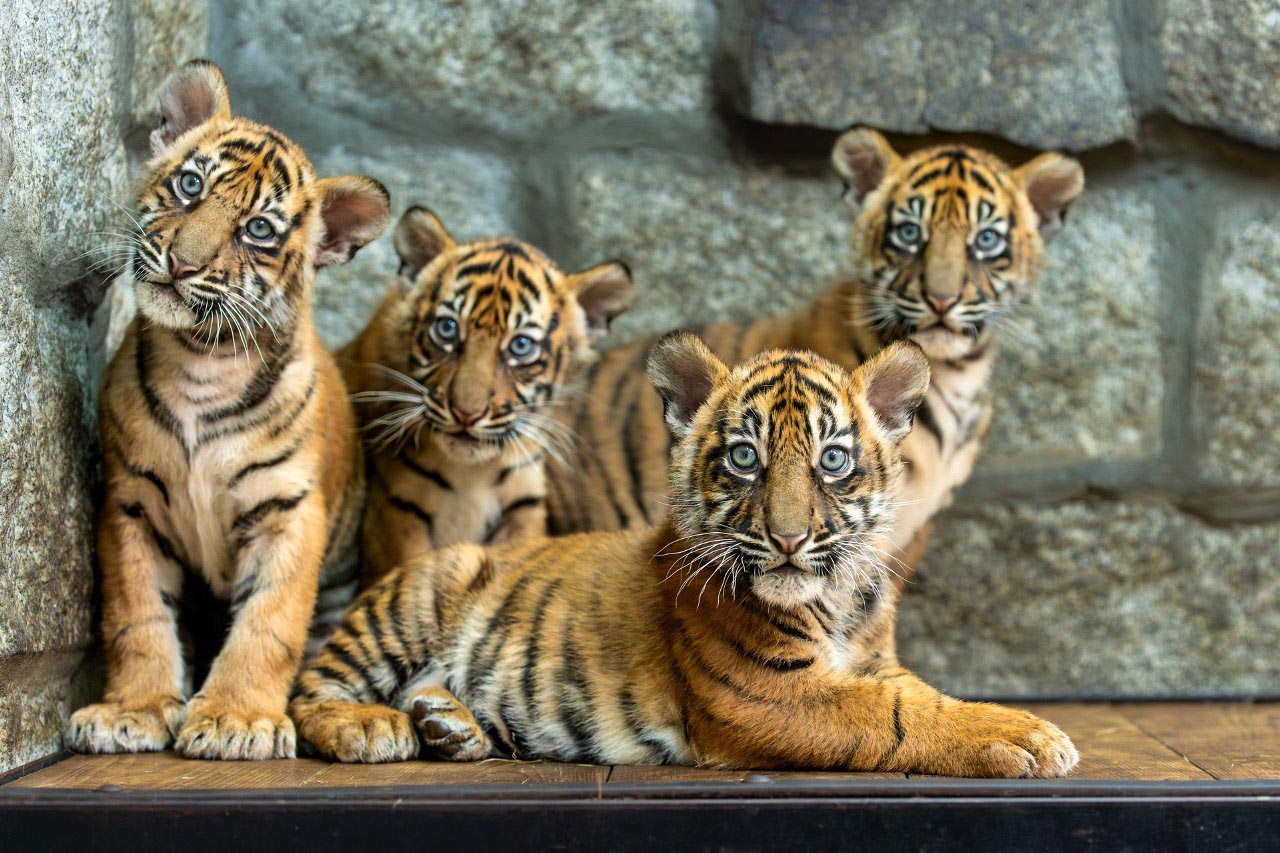 Polish zoo celebrates the birth of 4 Sumatran tigers, a critically endangered species