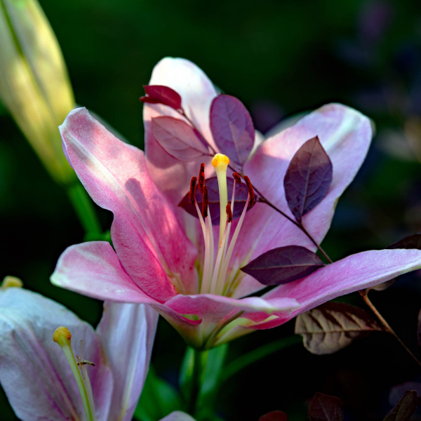 From Ditch Lilies to Showstoppers: Growing Daylilies in North Carolina