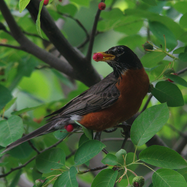 Serviceberry: A little-known native tree that birds (and gardeners) love