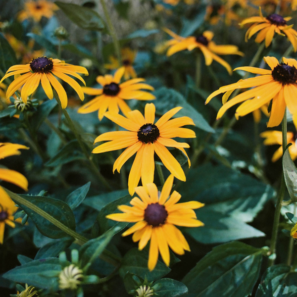 Black-Eyed Susan: A Cheerful Bloom From North Carolina to Norway