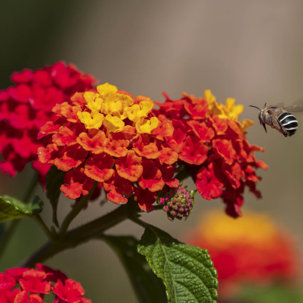 Lantana: The sun-loving, pollinator-friendly powerhouse