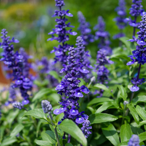 Salvia: A colorful, hardy favorite for Carolina gardens