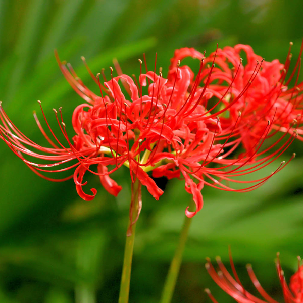 ‘Naked lady’ spider lilies bring surprise blooms