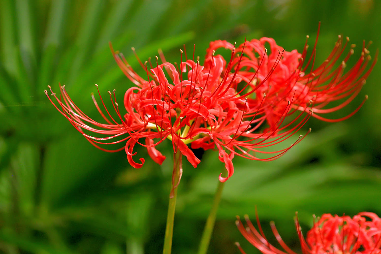 ‘Naked lady’ spider lilies bring surprise blooms