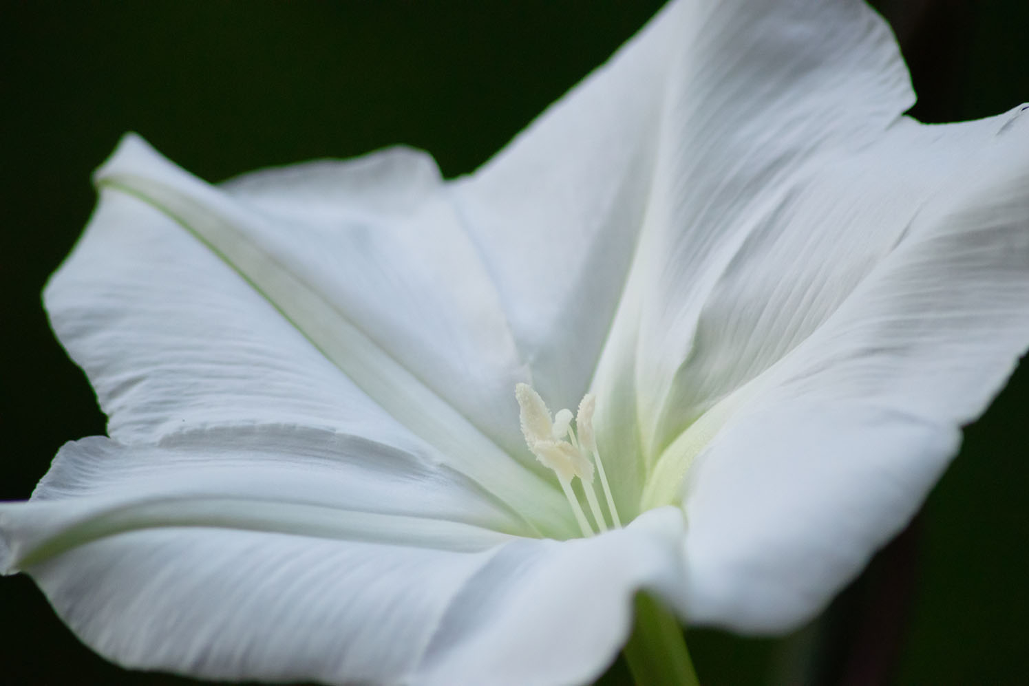 Moonflowers offer nighttime beauty in North Carolina gardens