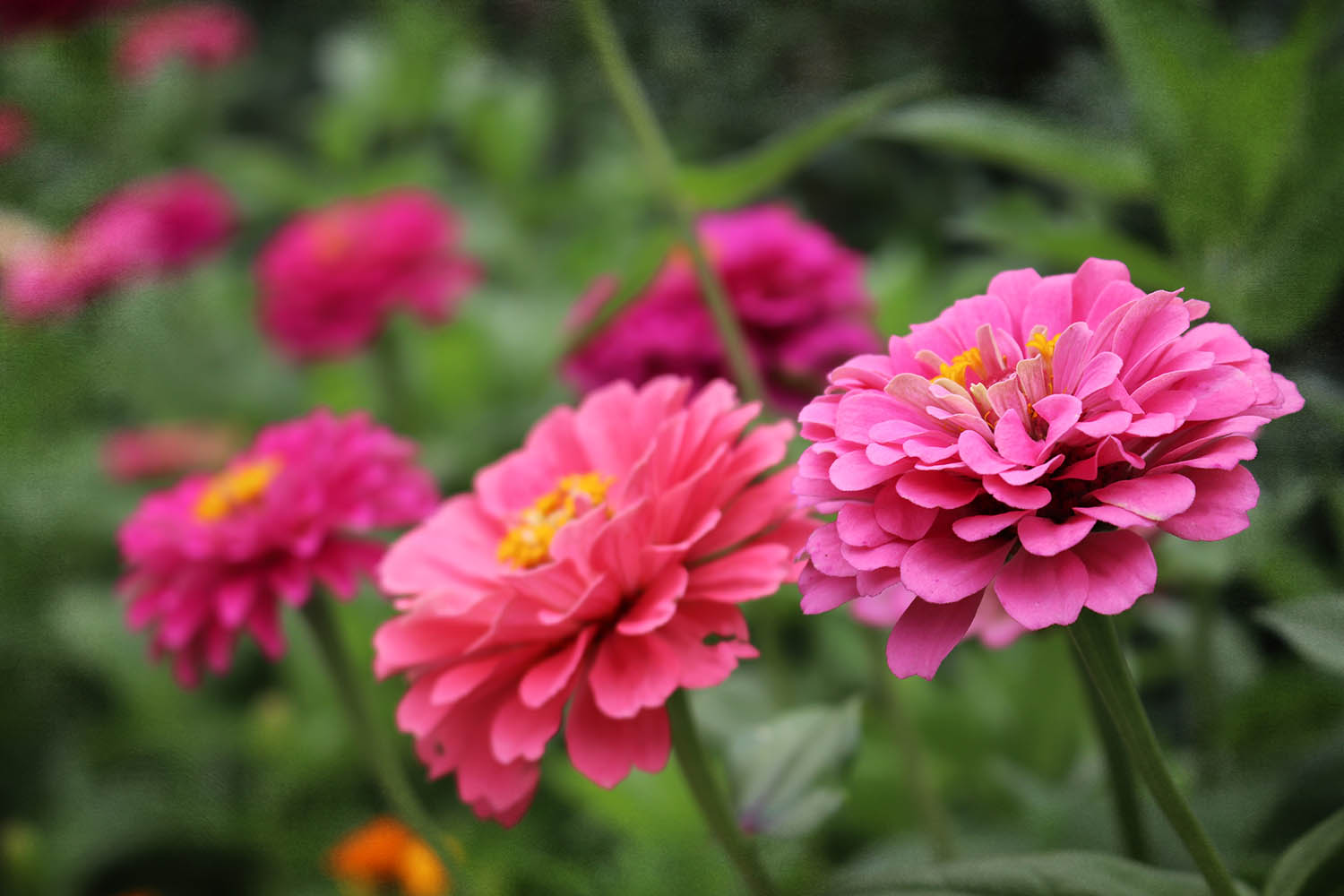 Find zen in your garden with zinnias