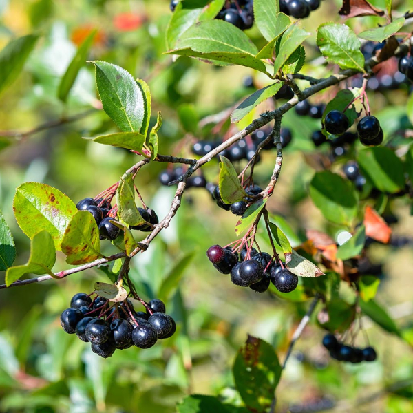 Red and black chokeberries thrive in North Carolina landscapes