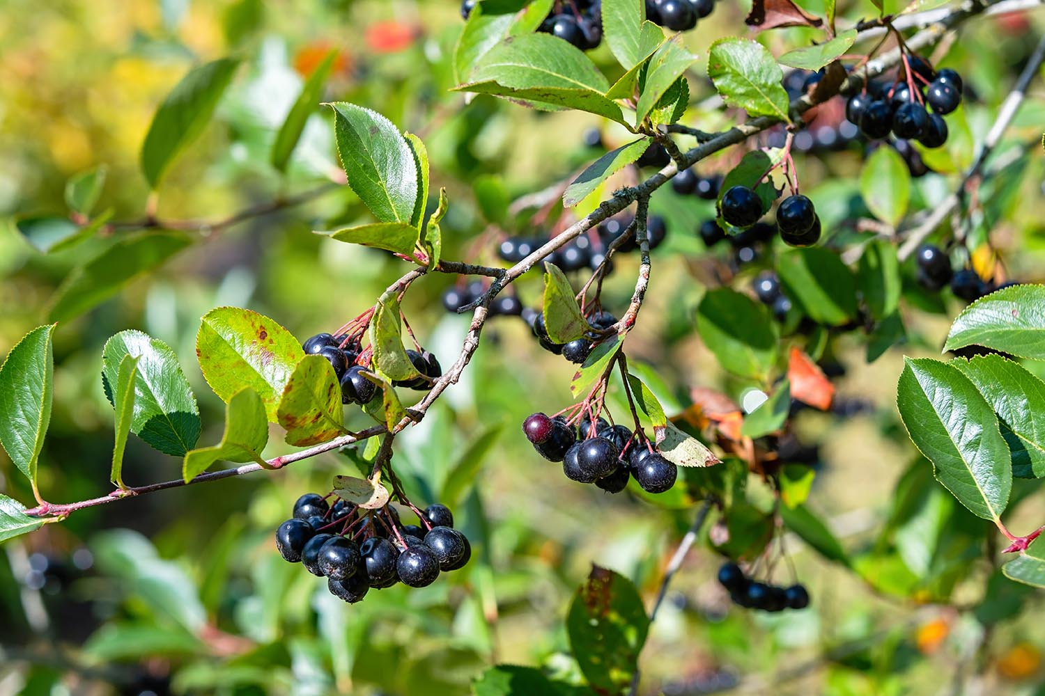 Red and black chokeberries thrive in North Carolina landscapes
