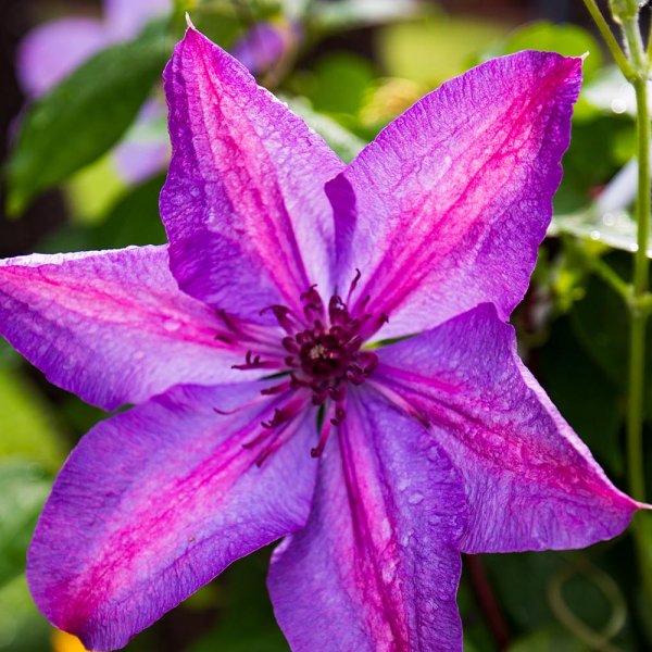 Sweet autumn clematis charms, but NC experts say avoid it