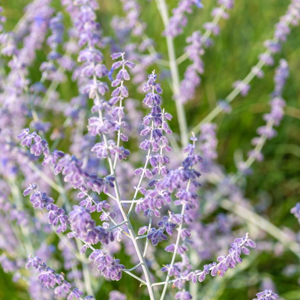 Russian sage: Not from Russia, but perfect for NC gardens