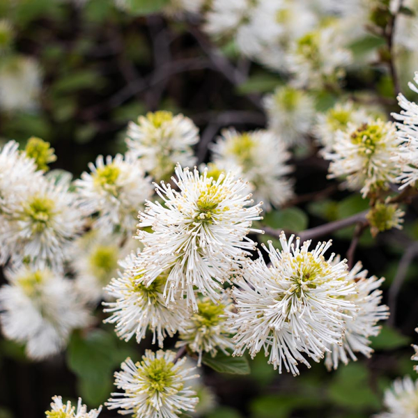 Witchy native shrub brings spring bottlebrush blooms and fiery fall color