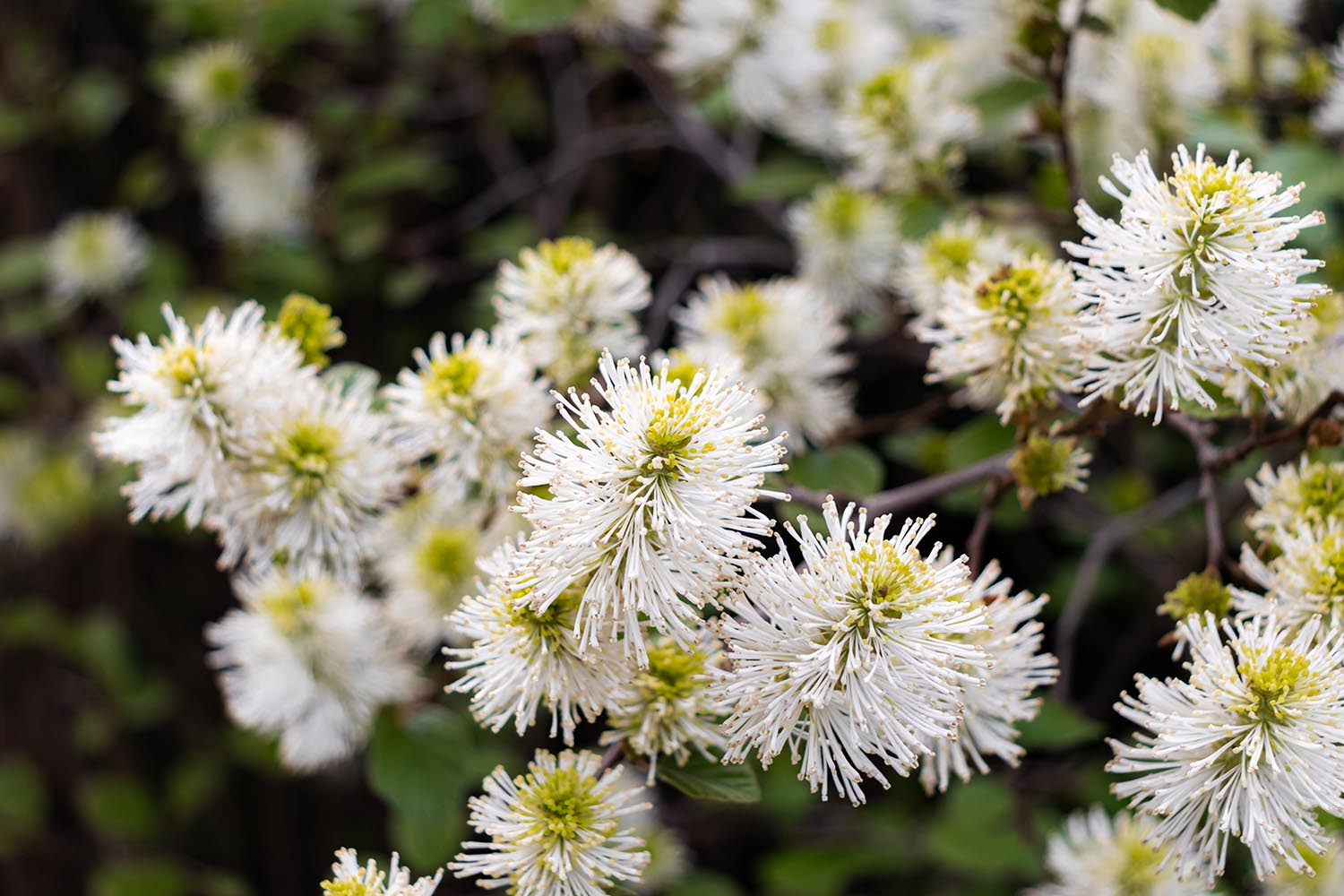 Witchy native shrub brings spring bottlebrush blooms and fiery fall color