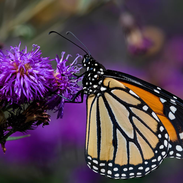 Ironweed: The resilient perennial transforming North Carolina landscapes