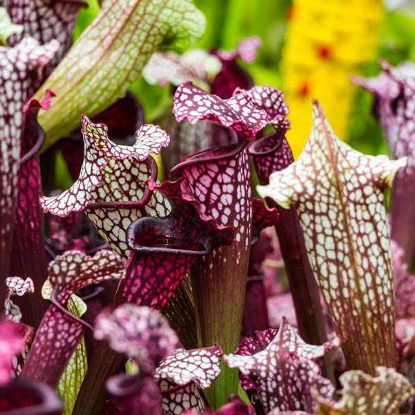 This NC plant eats bugs for breakfast — and looks beautiful doing it