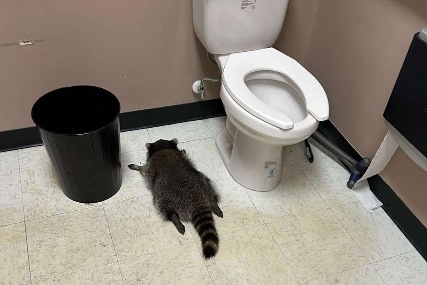 Raccoon goes on drunken rampage in Virginia liquor store and passes out on bathroom floor