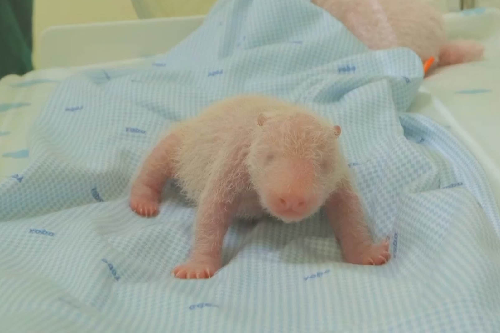 The first giant panda cub born in Indonesia is noisy and squirmy in zoo images