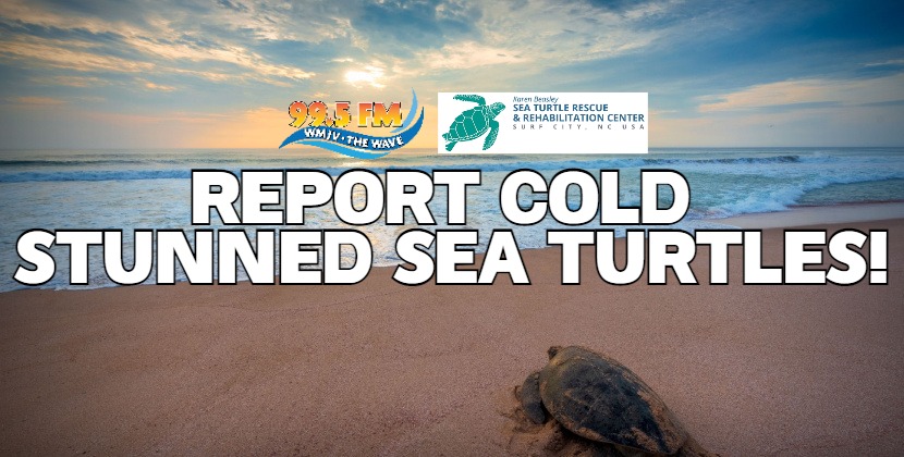 Cold Stunned Sea Turtles