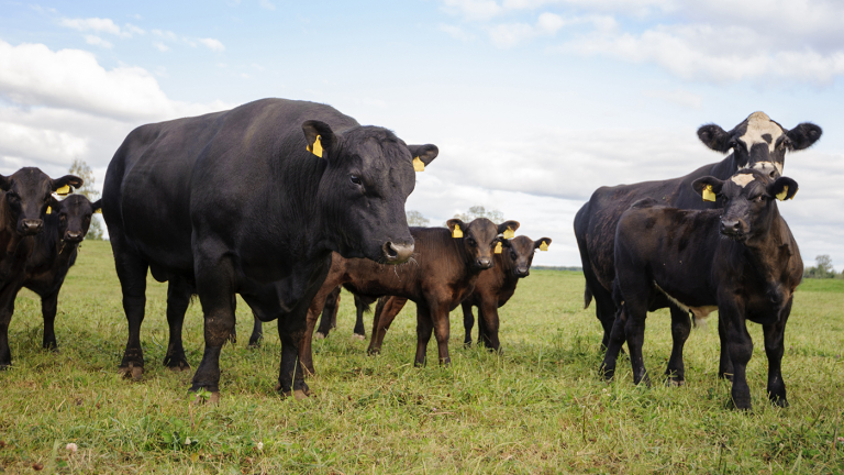 Some Ranchers Closer to Herd Rebuilding as Drought Eases