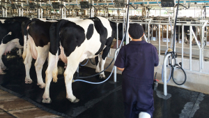 Dairy Business Innovation Act Introduced in Both Houses