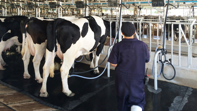 Officials Collecting Vital Data on HPAI in Dairy Cattle