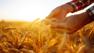 Wheat Quality Council Hosts Spring Wheat Tour