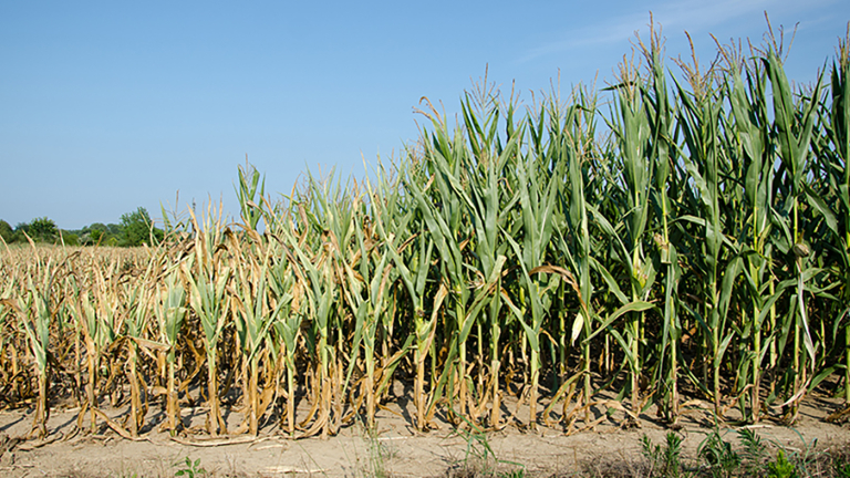 Corn Root Development Impeded by Drought Conditions