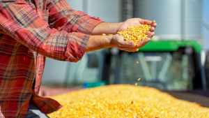 USDA Reports Show a Big Crop Coming This Fall