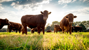 Lane: Farm Bill Conservation Programs Key for Cattlemen