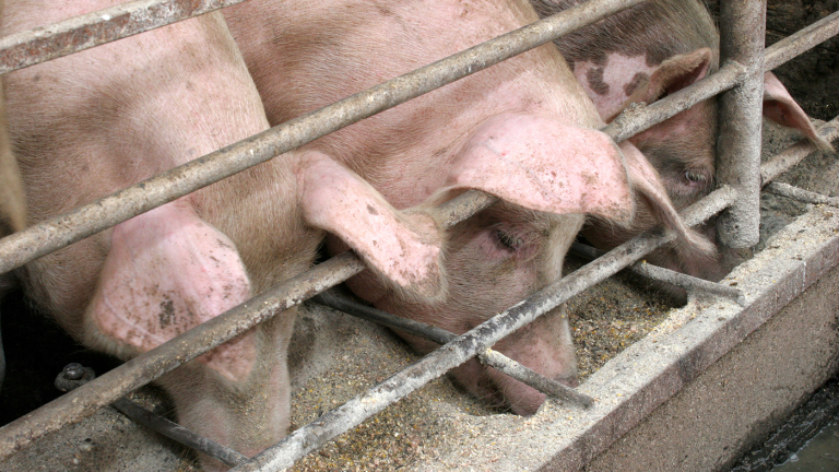 Report Shows Possible Declines Coming in Pork Production