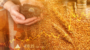 Wheat Market Looks Toward Friday’s WASDE