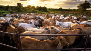 Beef Prices Falling After Record Highs in July