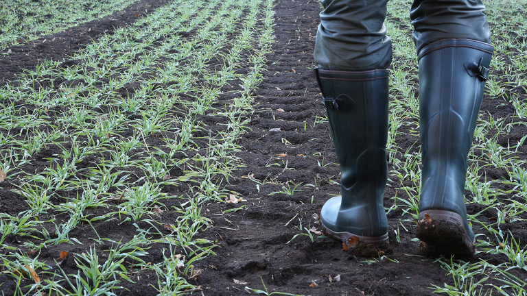 SC Moisture Improves, But NC Still Drying Out