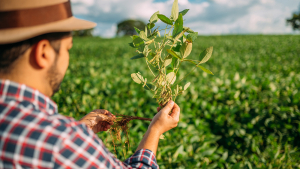 South American Farmers Hurt by Low Commodity Prices