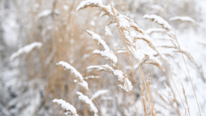 North American Winter Wheat Harvest Delayed, but Nearing Finish Line