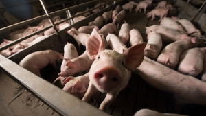 Outstanding First Half of ’23 for Pork Exports