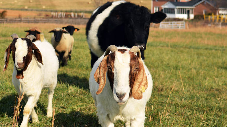 Goats Can Improve Land Management and Profitability