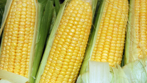 Corn Export Sales Move Higher