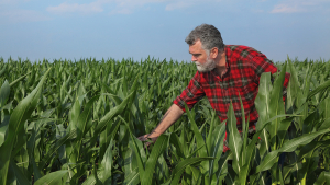 Pro Farmer Crop Tour Begins Today