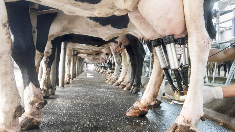 Dairy Industry Ready for FMMO Hearing