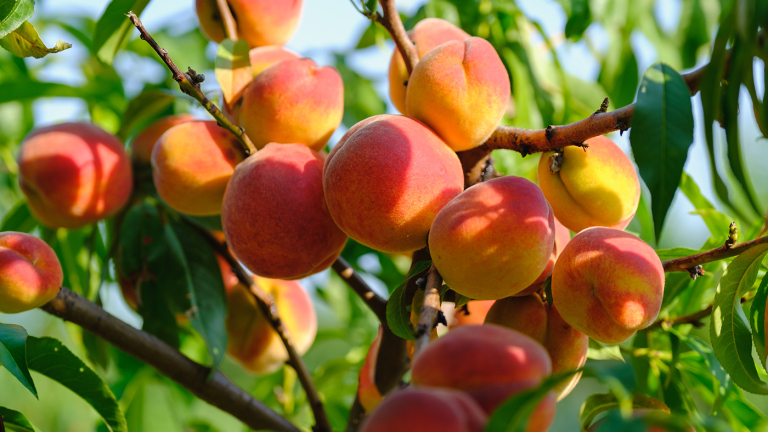 California Continues to Lead Peach Harvest