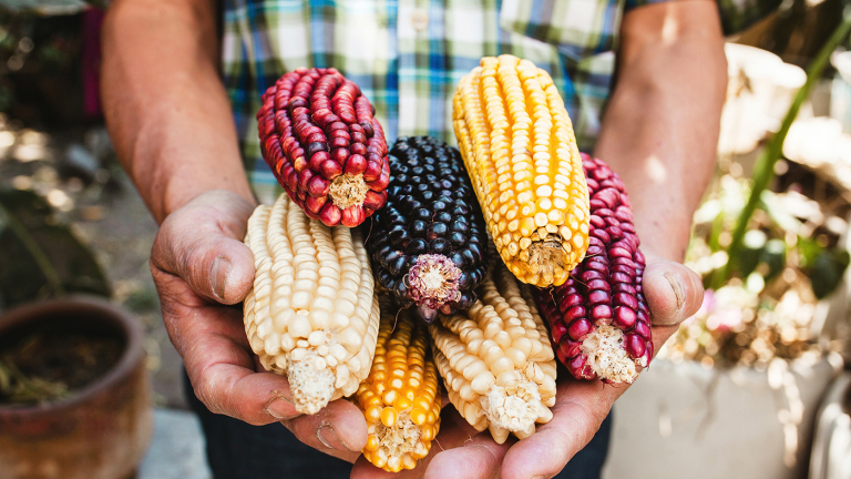 U.S. Trade Representative Sets Up Dispute Panel over Mexican Corn Ban